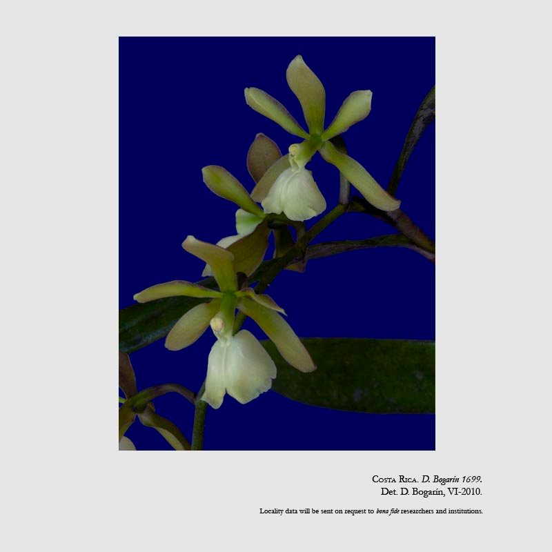 Epidendrum coronatum