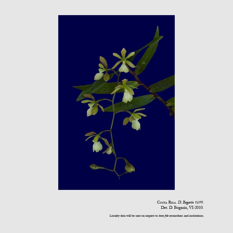 Epidendrum coronatum