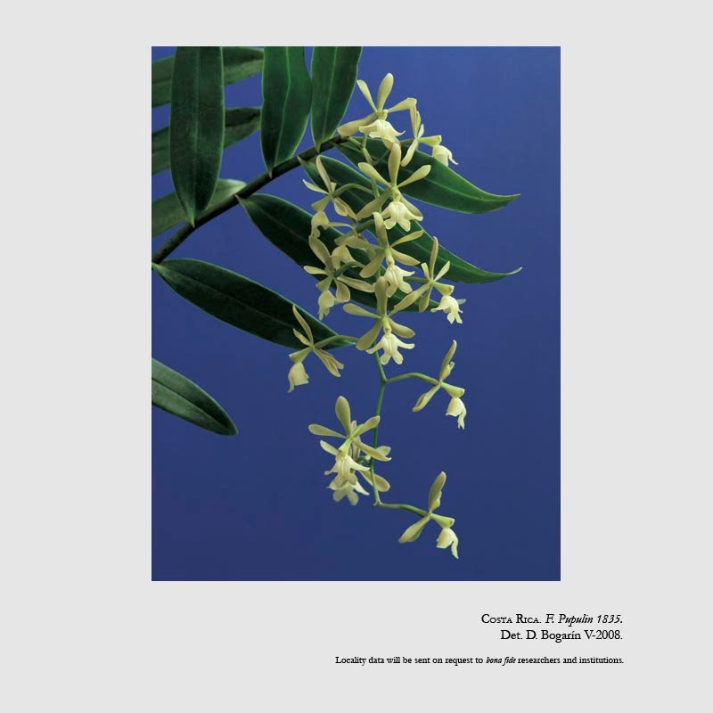 Epidendrum coronatum