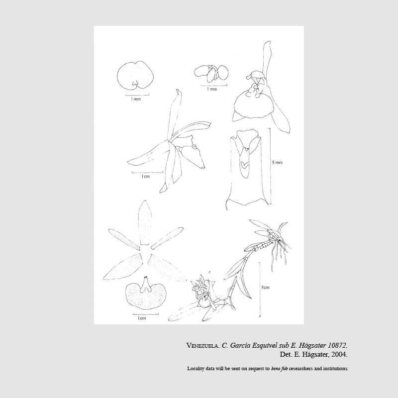 Epidendrum garcia-esquivelii