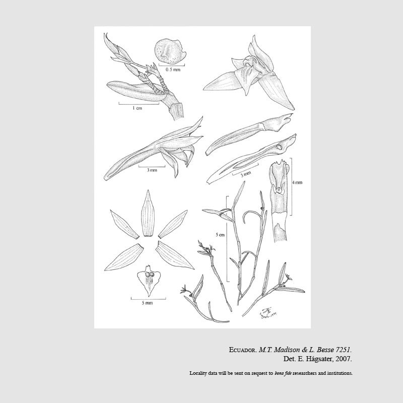 Epidendrum glossoclinium