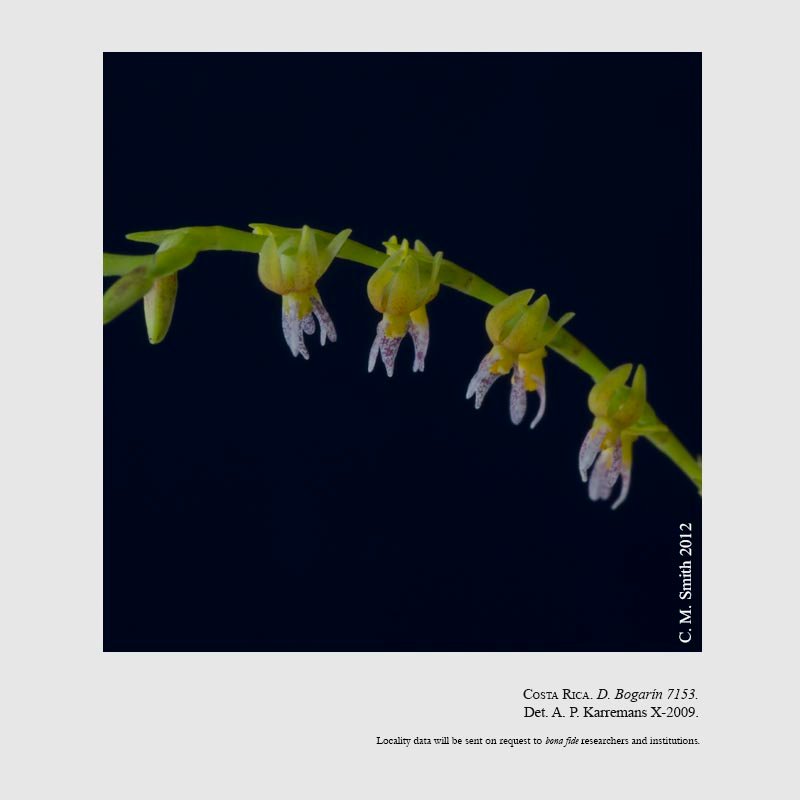 Epidendrum goniorhachis