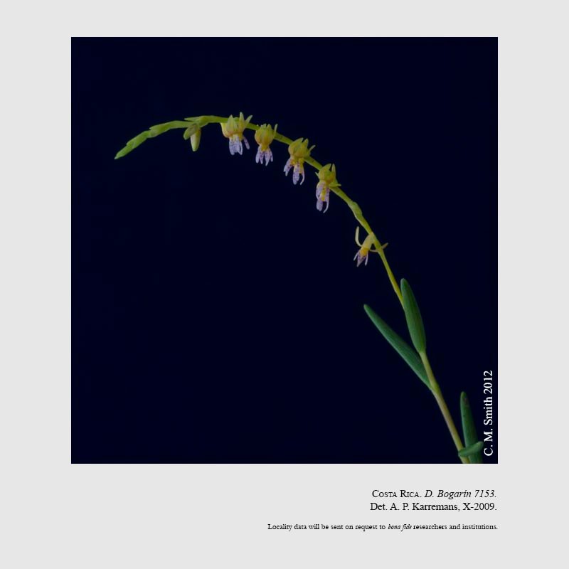 Epidendrum goniorhachis