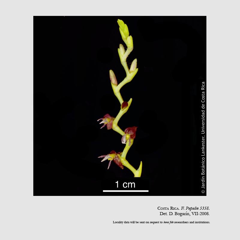 Epidendrum goniorhachis