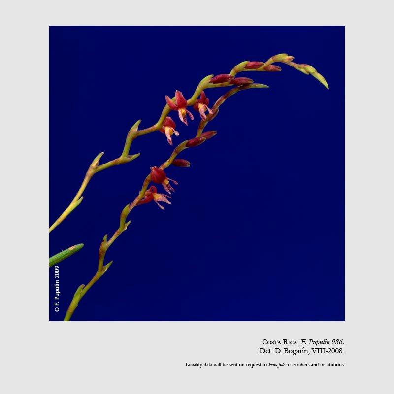 Epidendrum goniorhachis