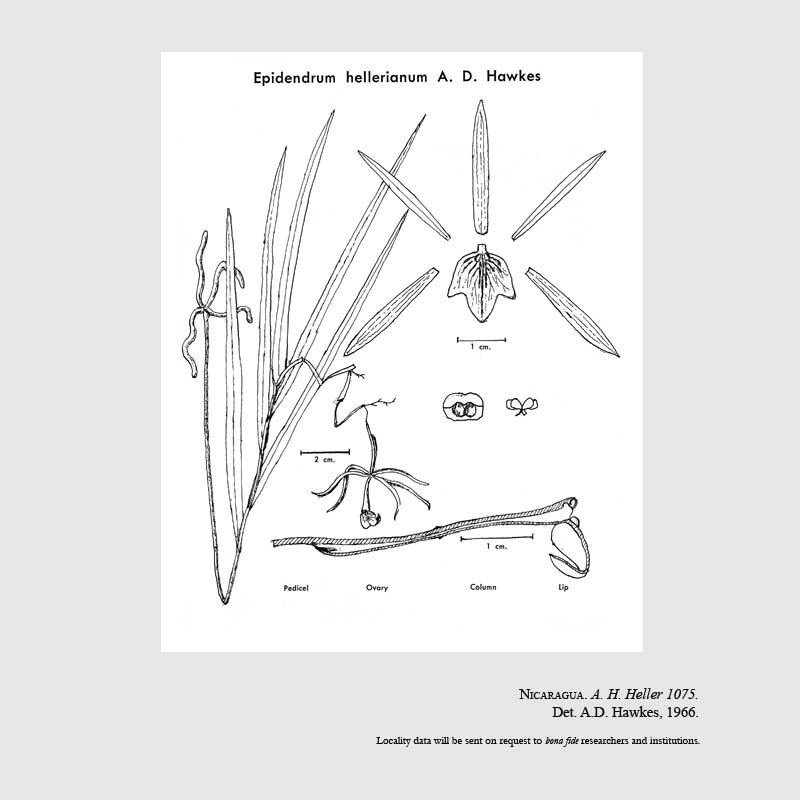Epidendrum hellerianum