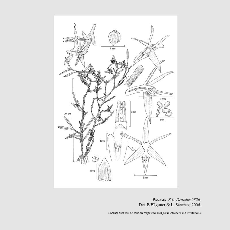 Epidendrum hornitense