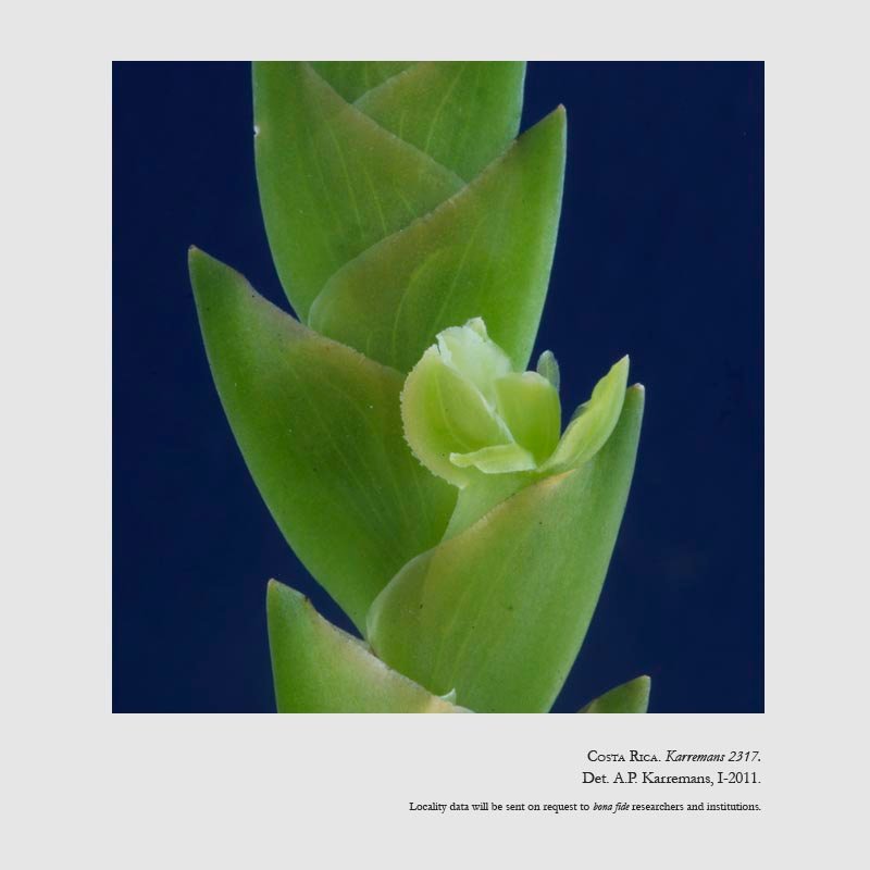 Epidendrum lockhartioides