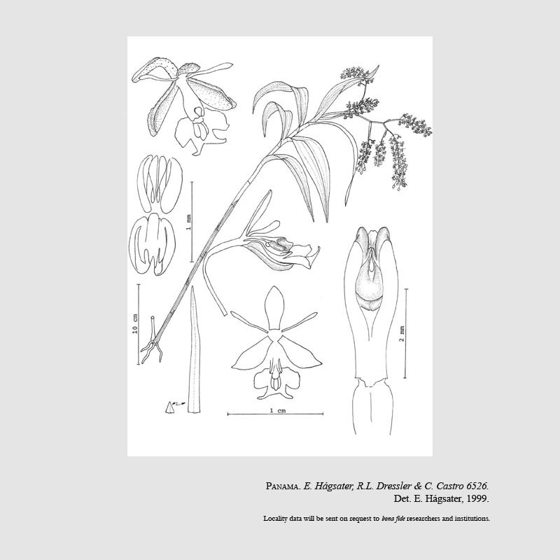 Epidendrum longibracteatum