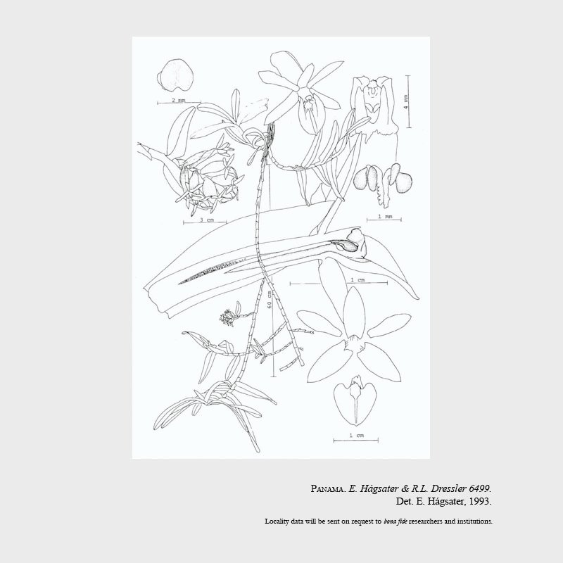 Epidendrum mora-retanae