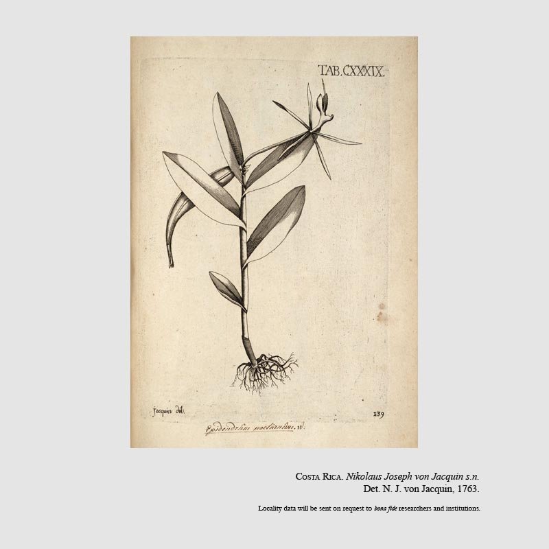 Epidendrum nocturnum