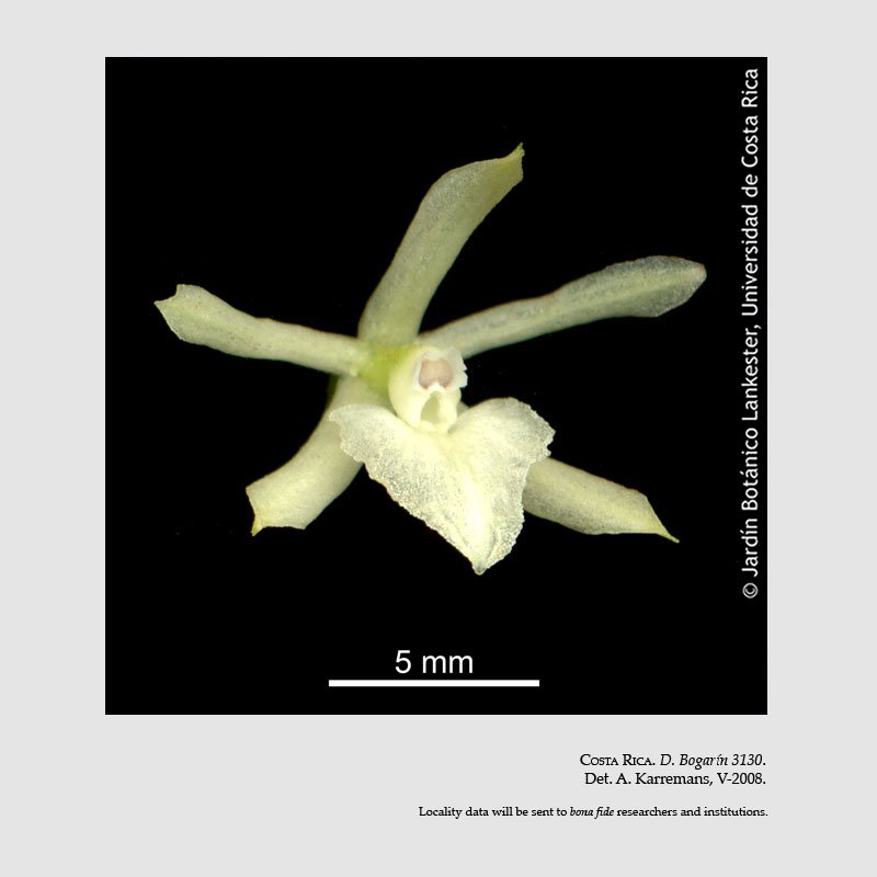Epidendrum octomerioides