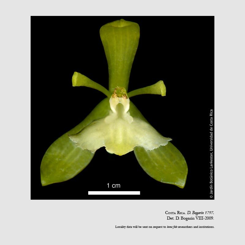 Epidendrum odontochilum