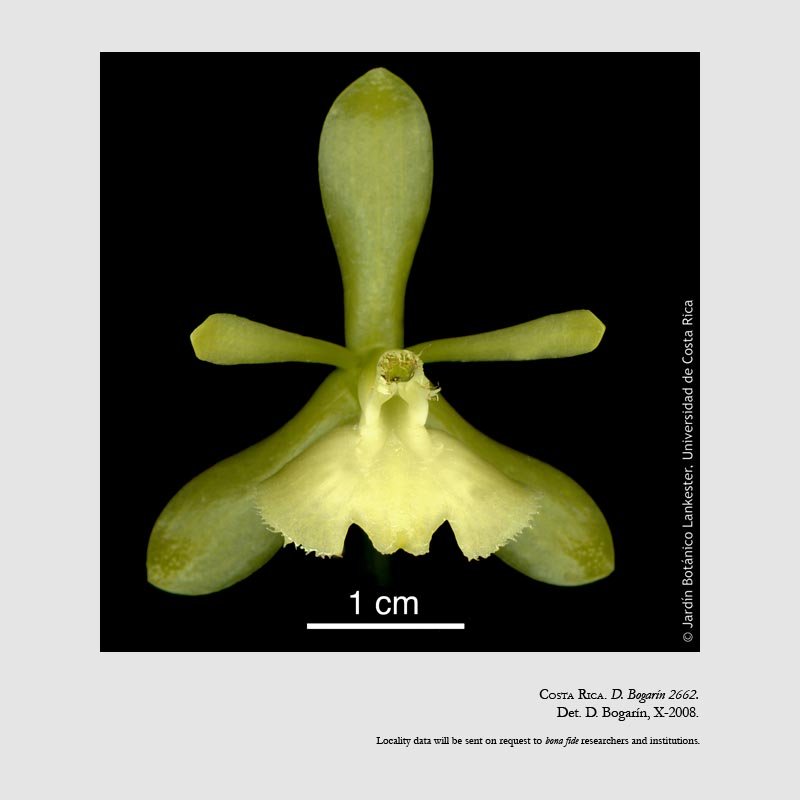 Epidendrum odontochilum