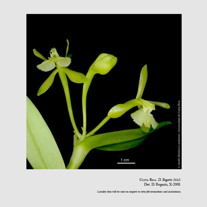 Epidendrum odontochilum