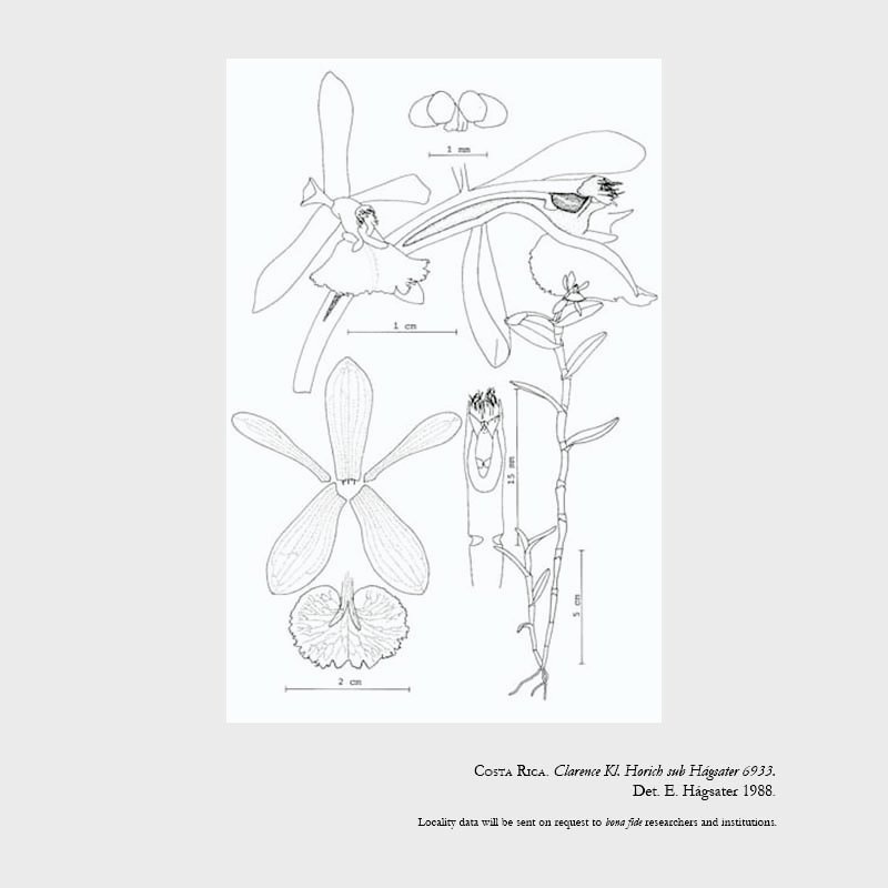 Epidendrum odontochilum