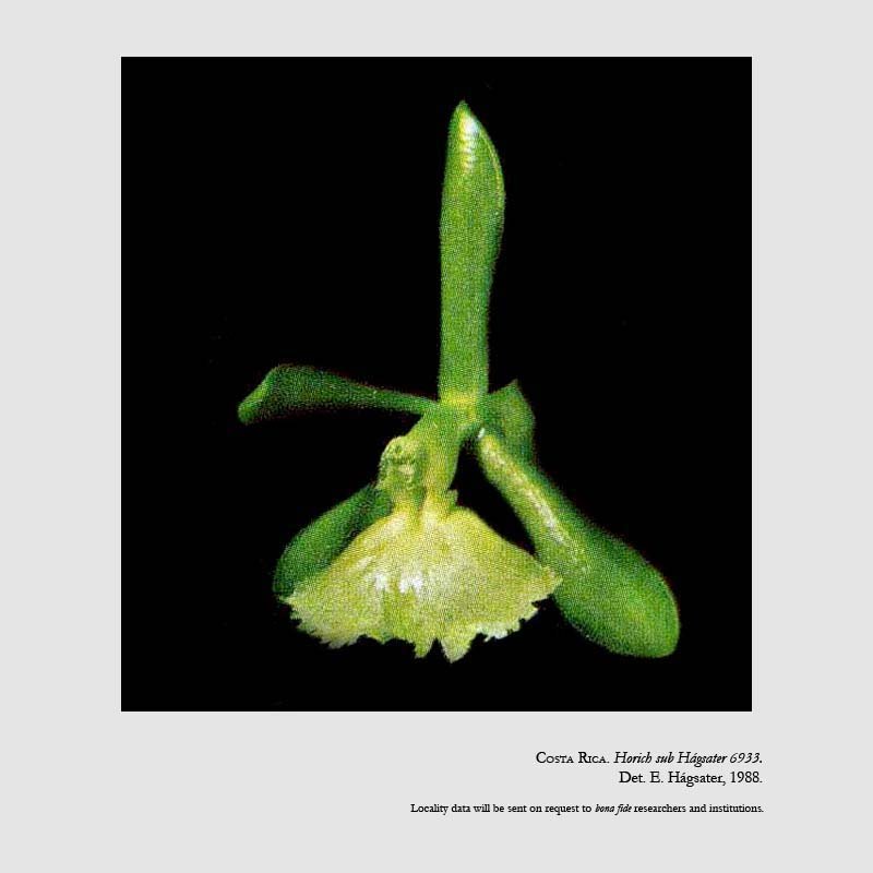 Epidendrum odontochilum