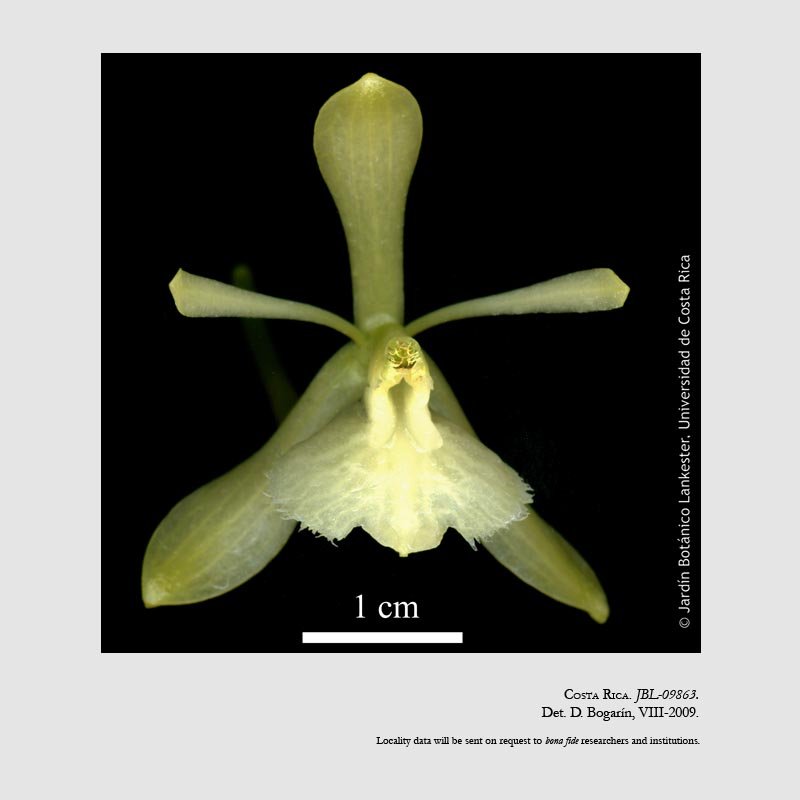 Epidendrum odontochilum