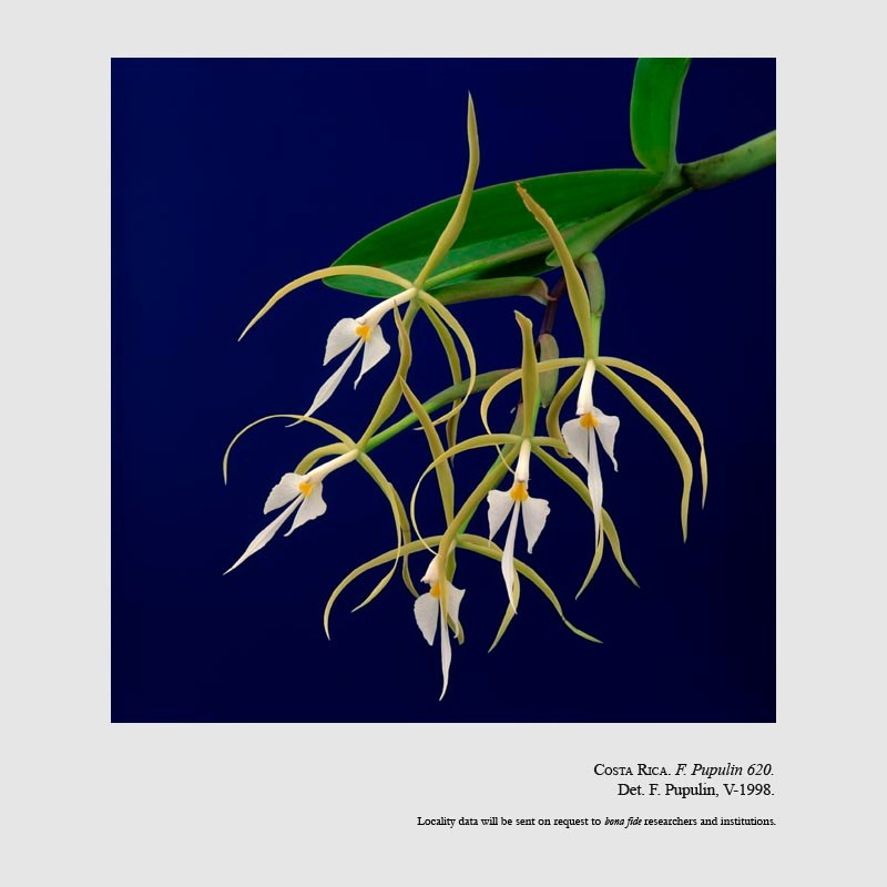 Epidendrum oerstedii