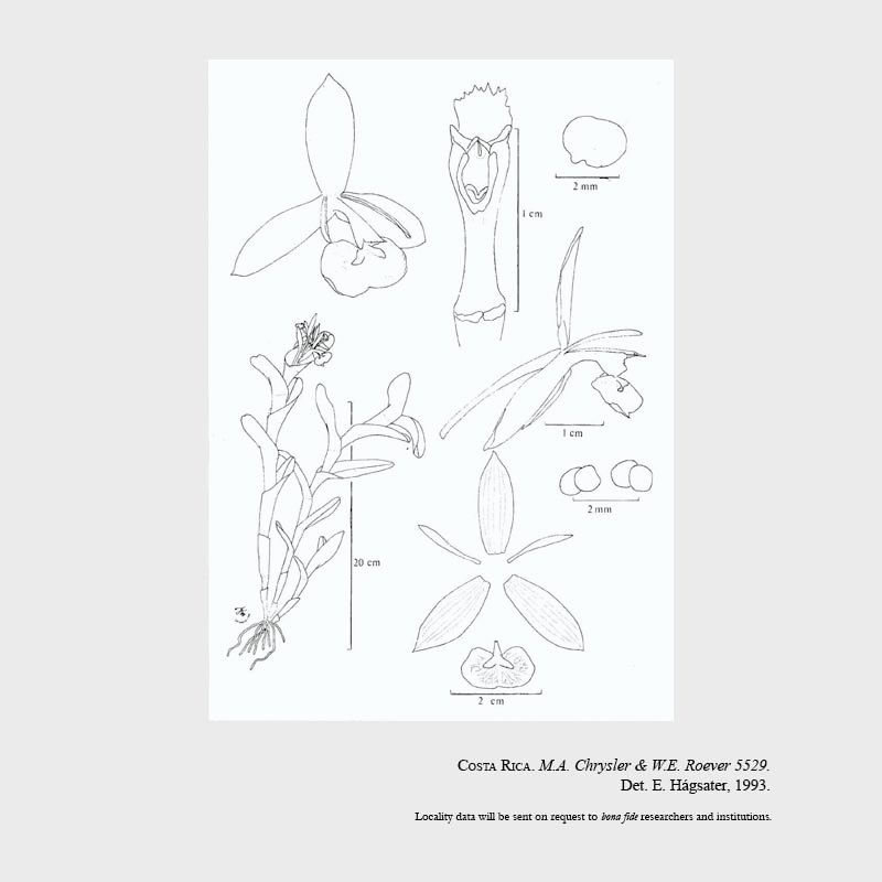 Epidendrum pachyceras