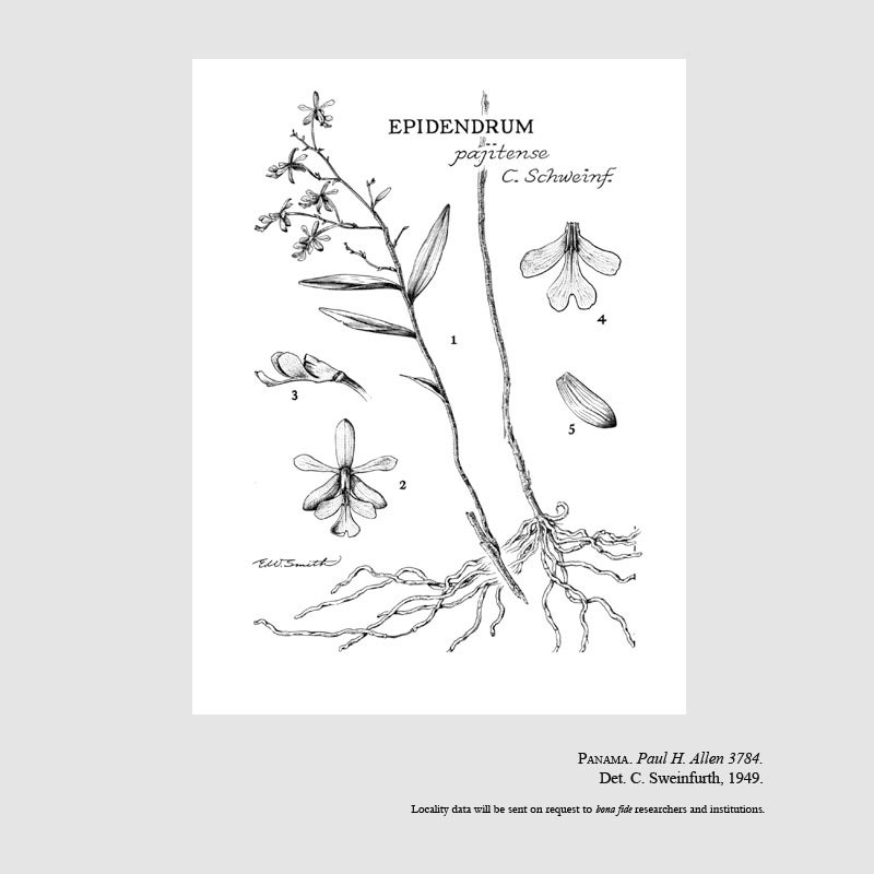 Epidendrum pajitense