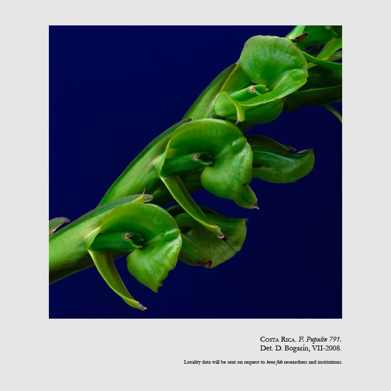 Epidendrum palmense
