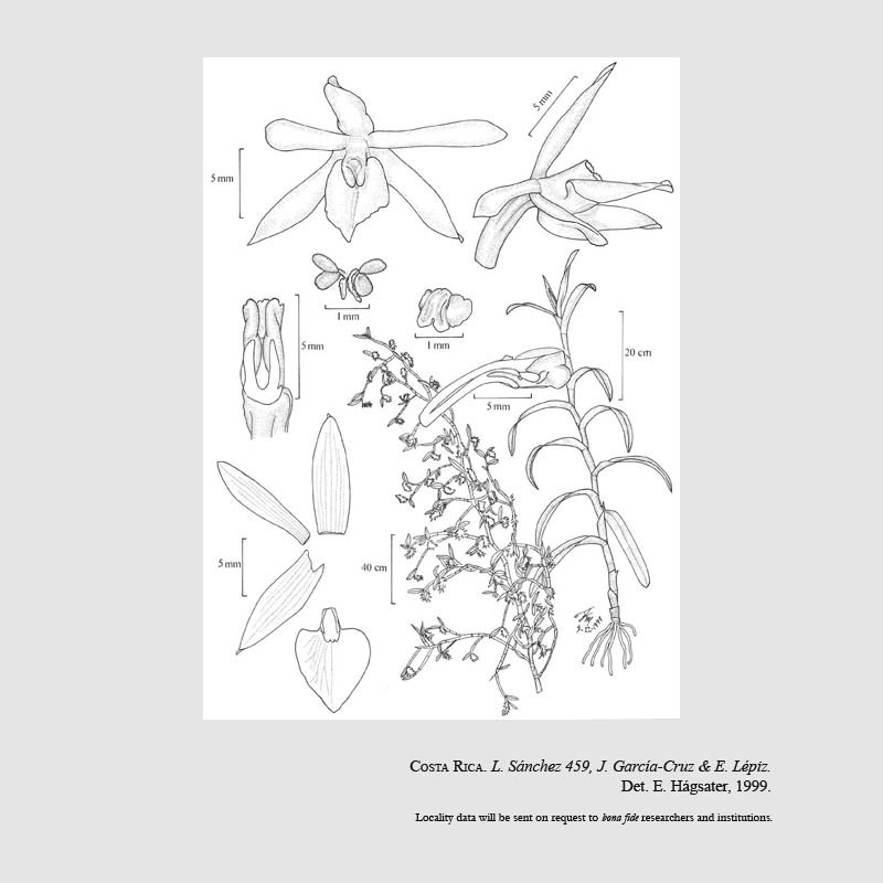 Epidendrum paraguastigma