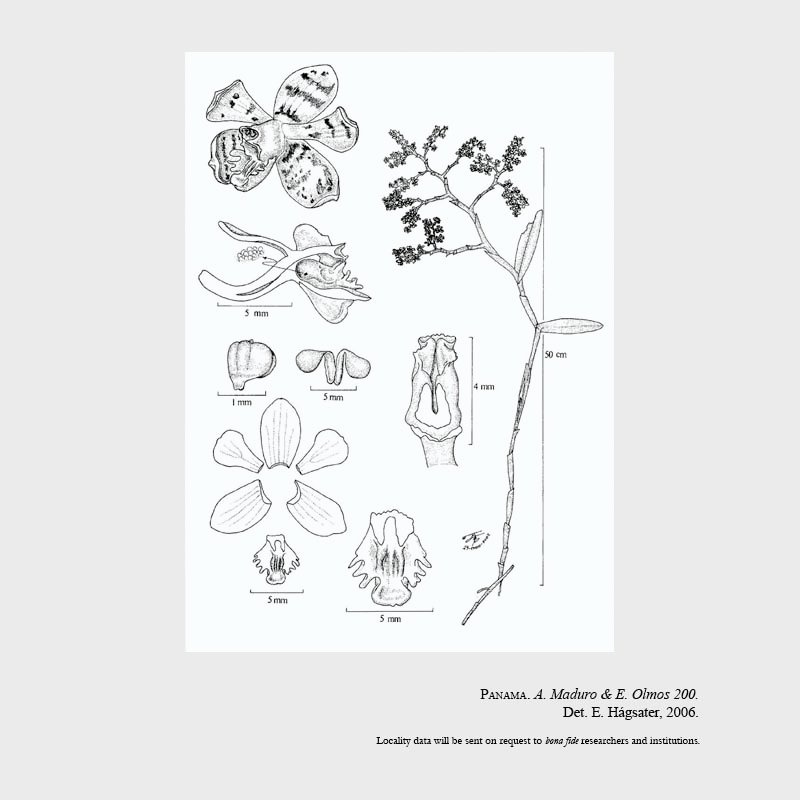 Epidendrum philowercklei