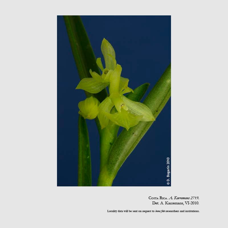 Epidendrum pudicum