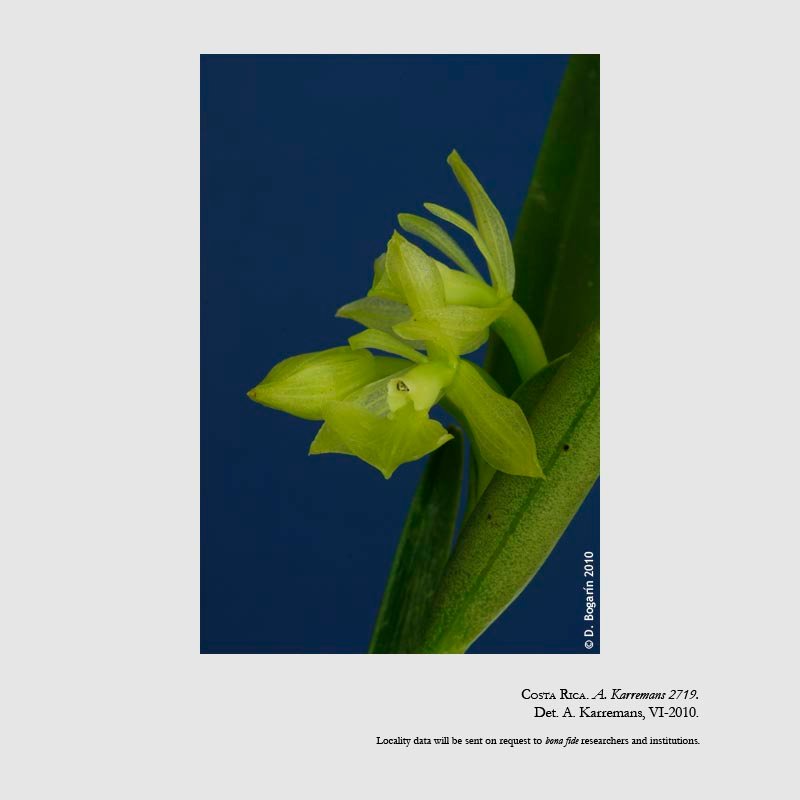 Epidendrum pudicum