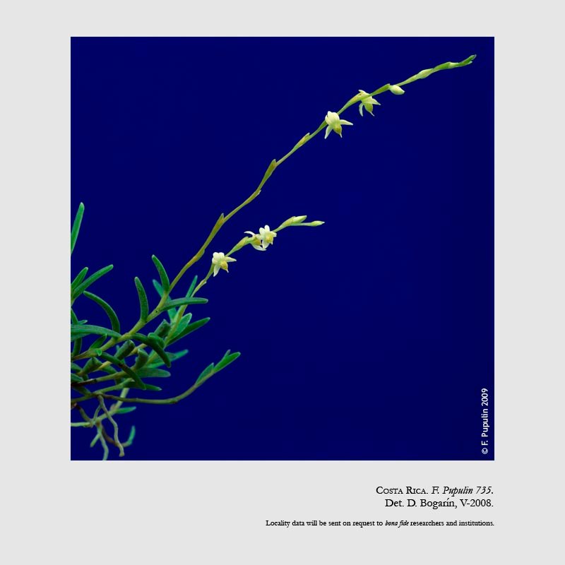 Epidendrum sancti-ramoni