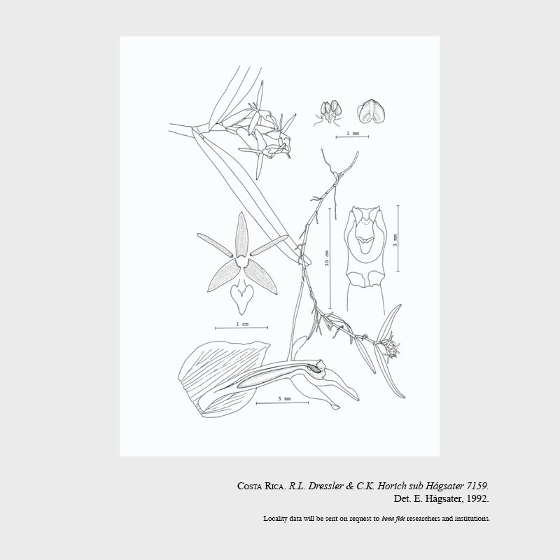 Epidendrum stevensii