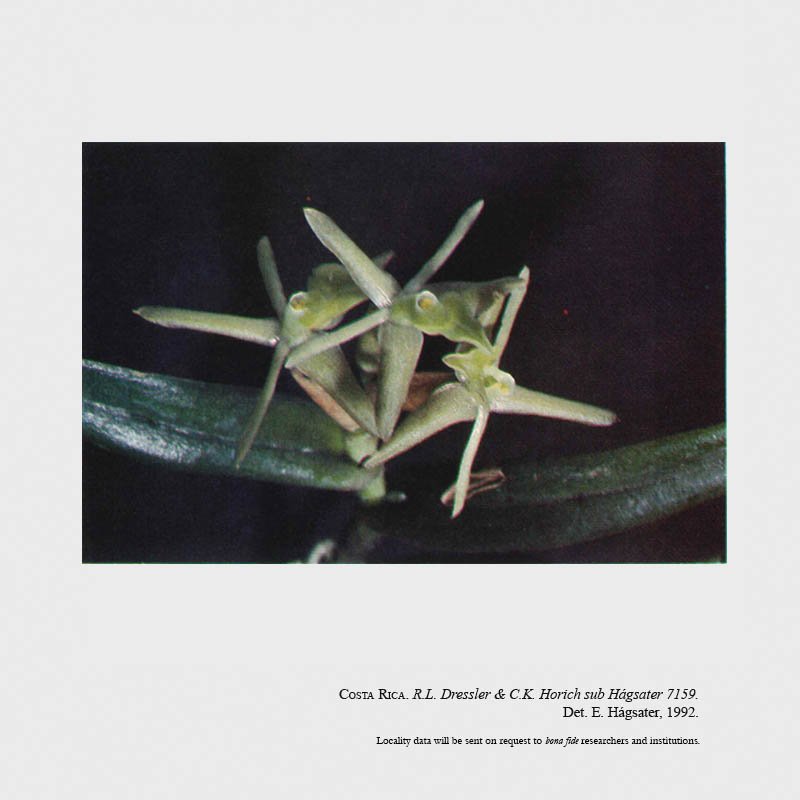 Epidendrum stevensii