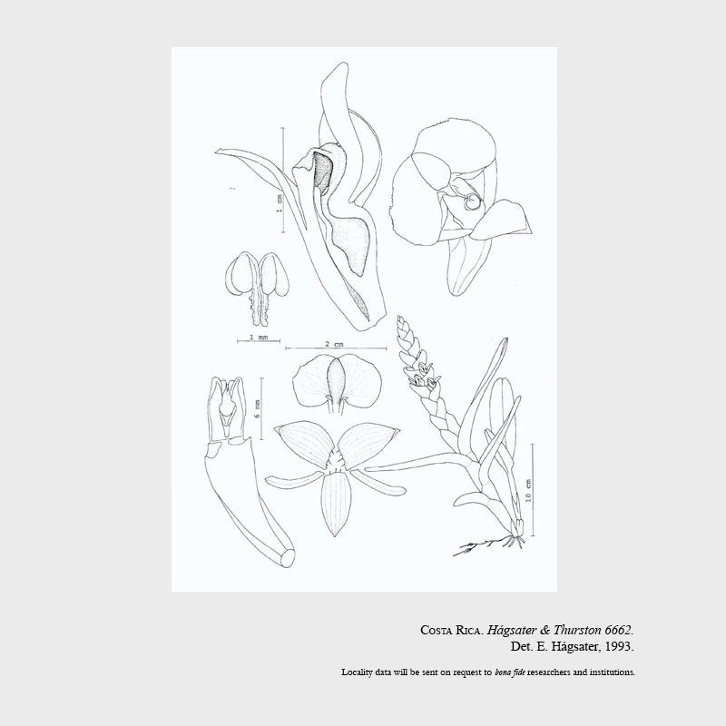 Epidendrum summerhayesii