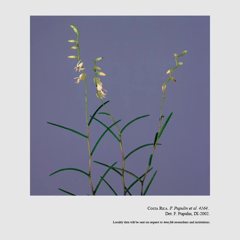 Epidendrum talamancanum