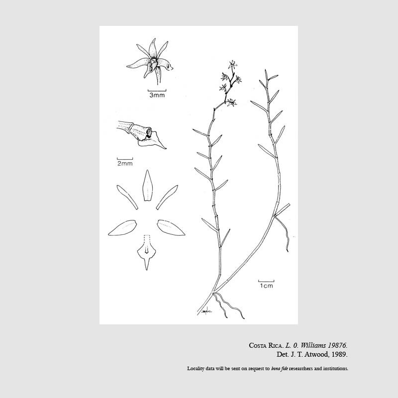 Epidendrum talamancanum