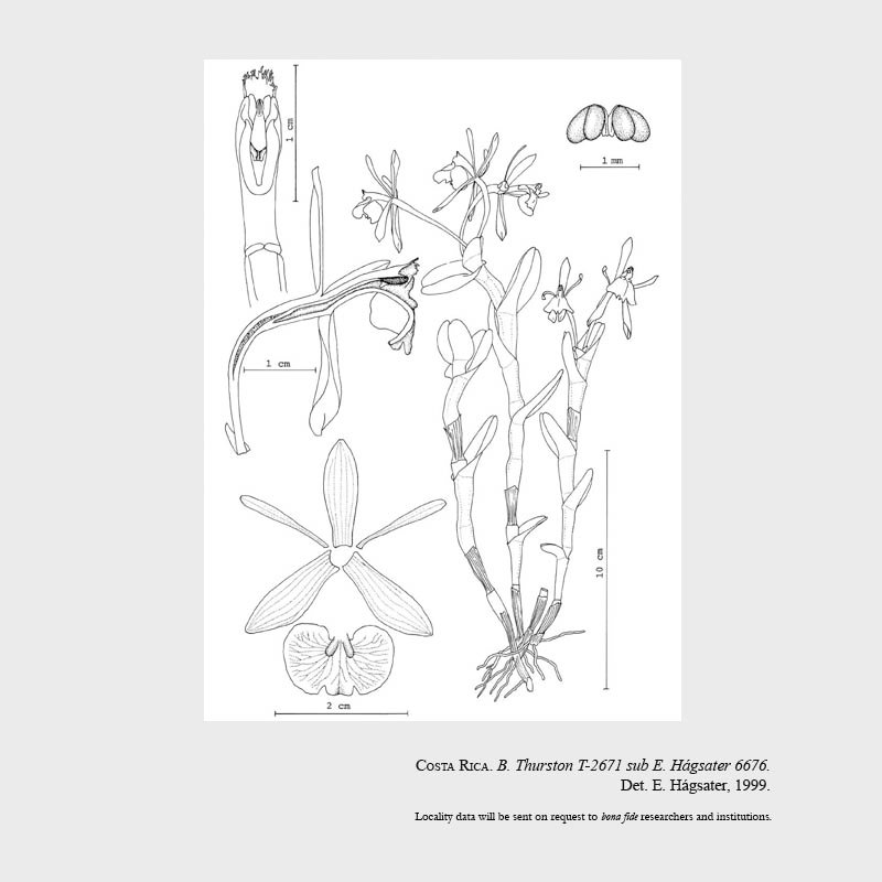 Epidendrum thurstoniorum