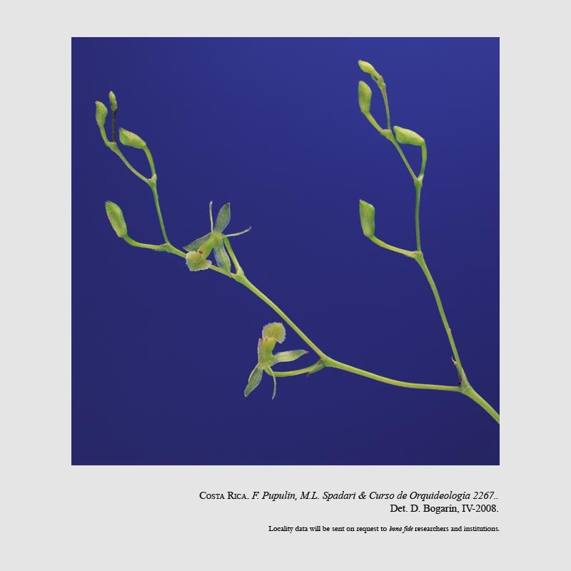 Epidendrum vincentinum