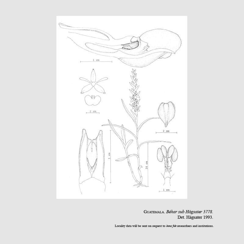 Epidendrum beharorum