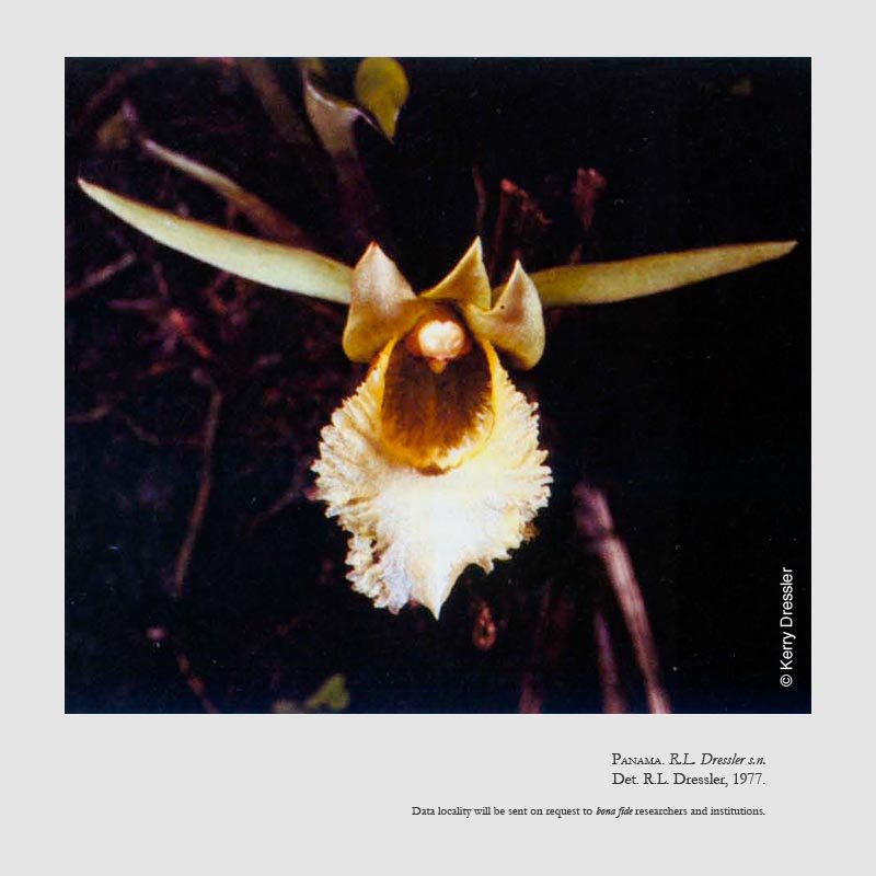 Euryblema anatonum