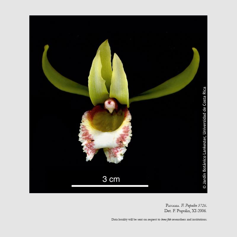 Euryblema anatonum