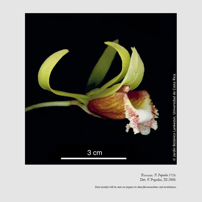 Euryblema anatonum