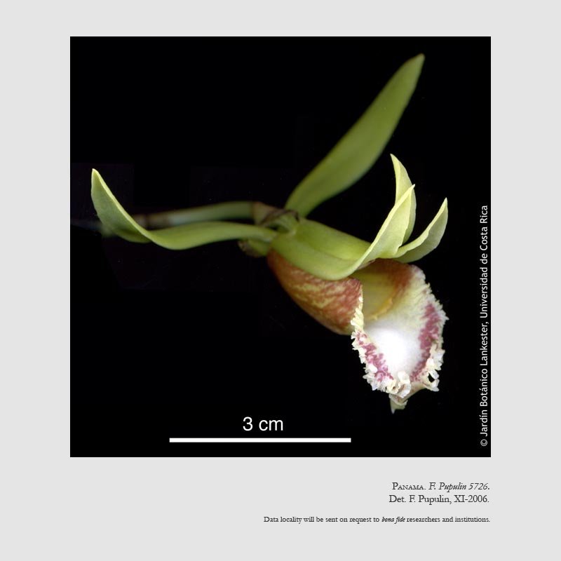Euryblema anatonum