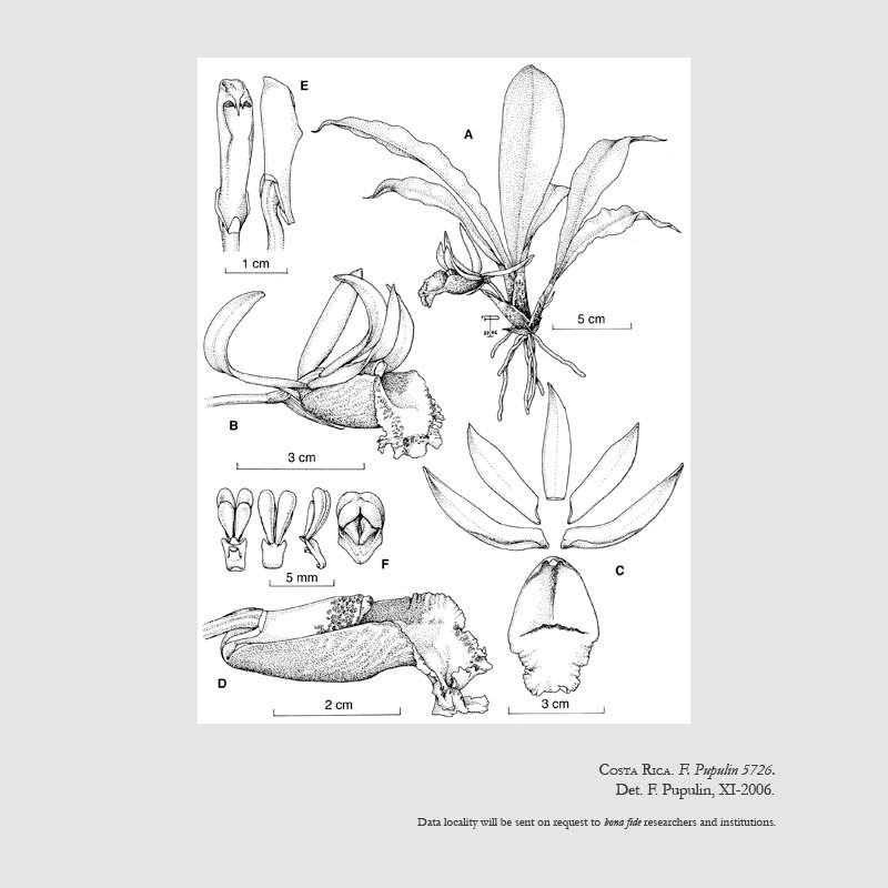 Euryblema anatonum
