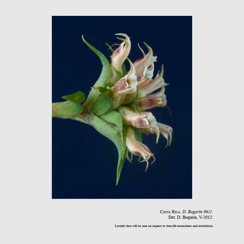 Eurystyles cornu-bovis