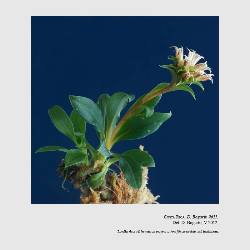 Eurystyles cornu-bovis