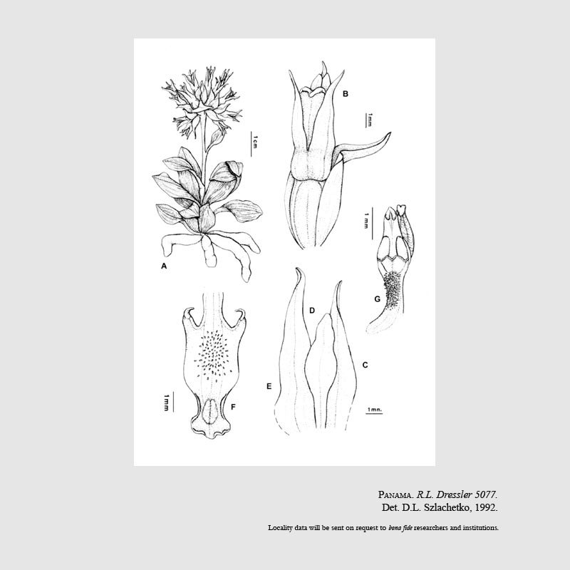 Eurystyles cornu-bovis