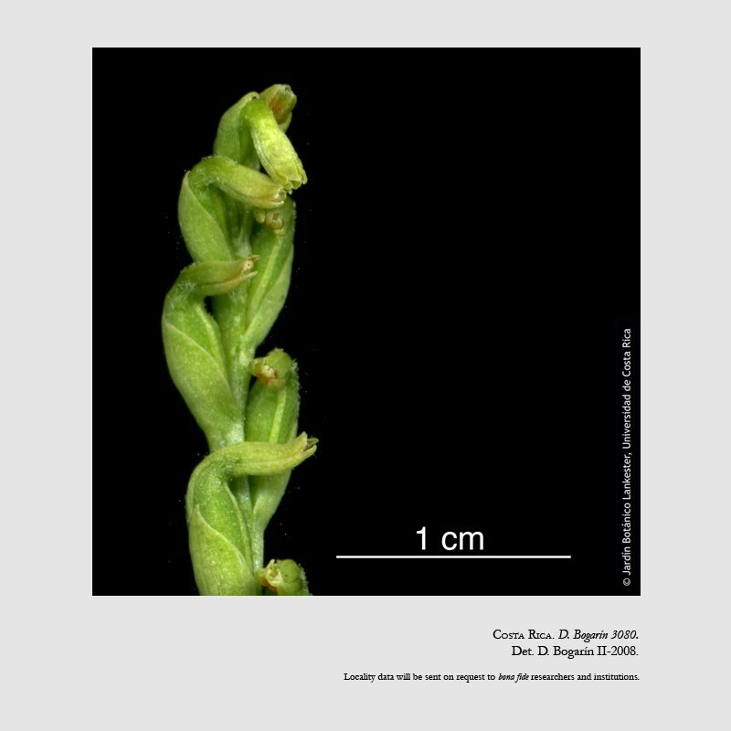 Galeottiella nutantiflora