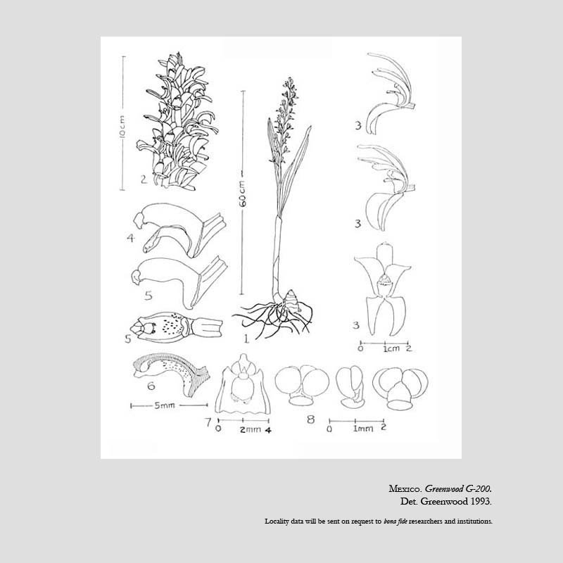 Govenia dressleriana