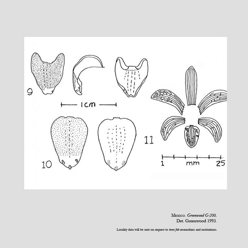 Govenia dressleriana